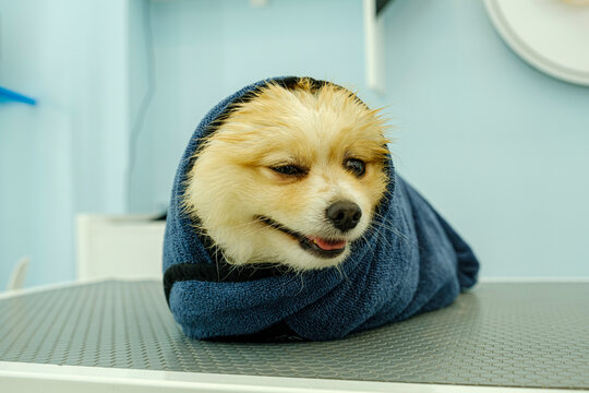 After grooming, a dog with a skin mask calmly and comically waits while wrapped in a towel
