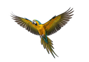 Isolated blue-and-gold macaw spreading its wings in flight, vibrant plumage, exotic bird