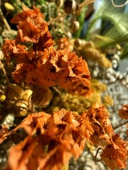 Close Up of Dried Orange Flowers in Warm Sunlight