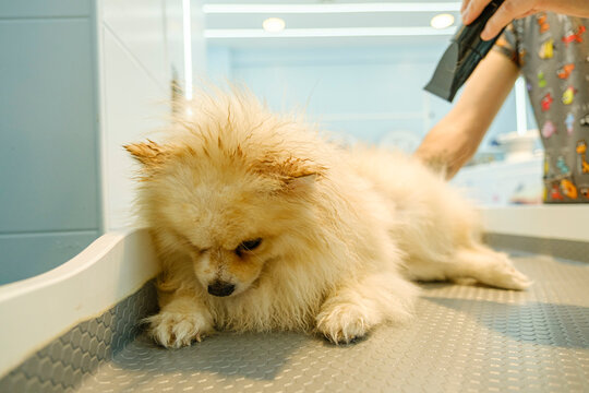 At a pet grooming salon, a middle-aged male groomer is drying the fur of an adorable Pomeranian dog with a blow dryer