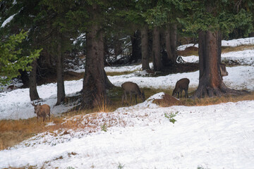 grazing red deer, cervus elaphus, in a mountain forest with fresh snow, at a autumn evening