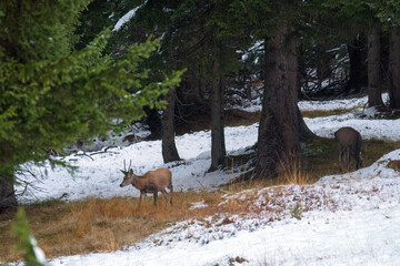 grazing red deer, cervus elaphus, in a mountain forest with fresh snow, at a autumn evening