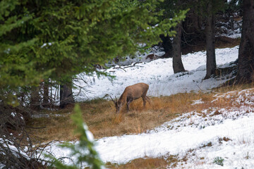 grazing red deer, cervus elaphus, in a mountain forest with fresh snow, at a autumn evening