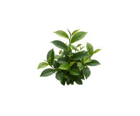 Little green plant placed on a white background