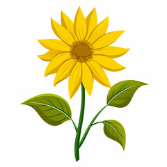 helianthus tuberosus vector flower on white background