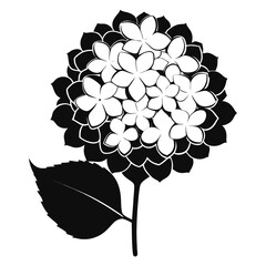 hydrangea white silhouette on white
