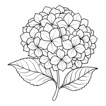 hydrangea white line art flower on white