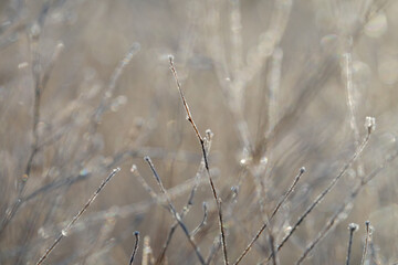Frost on plant closeup during winter season morning in natural field.