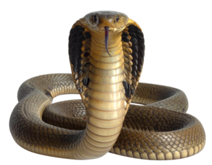 Coiled King Cobra with Raised Hood and Sharp Focus, Isolated on Transparent Background