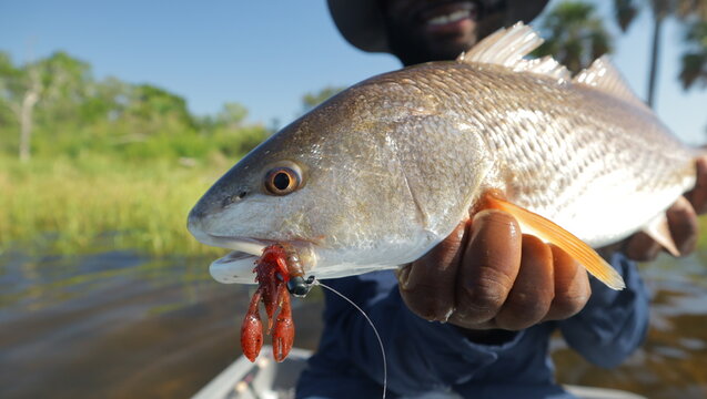 Beautiful close up shots of Redfish AKA Red Drum