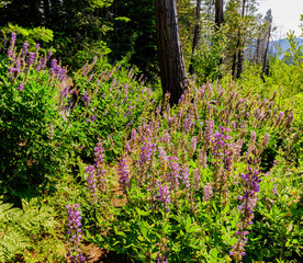 Fototapeta premium Wild Lupine Flowers Growing on The Boole Tree Trail, Sequoia National Forest, California, USA