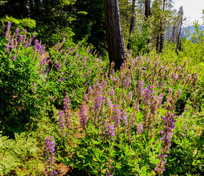 Wild Lupine Flowers Growing on The Boole Tree Trail, Sequoia National Forest, California, USA