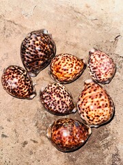 Beautiful Spotted Cowrie Seashells on Sandy Surface