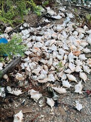 Pile of Seashells and Marine Debris on the Shore