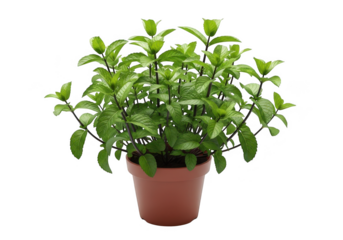 Vibrant fresh mint plant in a simple terracotta pot, perfect for culinary or decorative use.