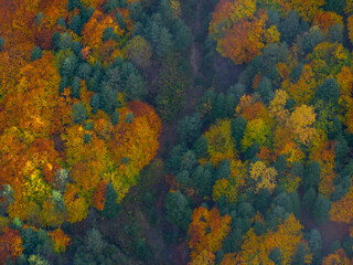 Autumn Colorful in the Turkiye Forest Drone Photo, Corum Turkiye (Turkey)