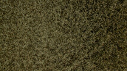 Overhead view of an ancient grass texture, aerial picture with field surface texture, aerial view of a swamp, view of the grass texture from a great height.