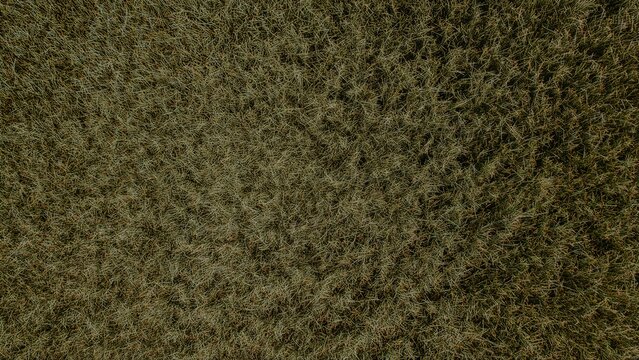 Overhead view of an ancient grass texture, aerial picture with field surface texture, aerial view of a swamp, view of the grass texture from a great height.