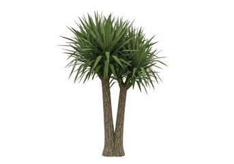 Vibrant green spiky plant with textured bark trunks, perfect for tropical and modern garden designs.