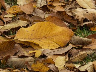 Bright Yellow Autumn Leaf Carpet on Green Grass