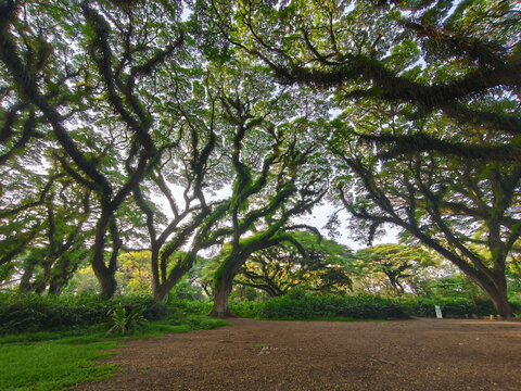Imposing Trembesi tree canopy, a vibrant spectacle of green foliage and intertwining branches in the mystical De Djawatan woods.