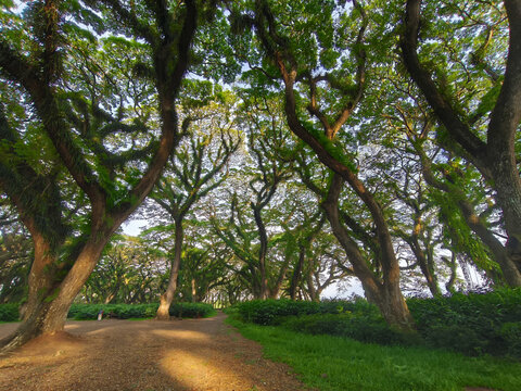 Imposing Trembesi tree canopy, a vibrant spectacle of green foliage and intertwining branches in the mystical De Djawatan woods.