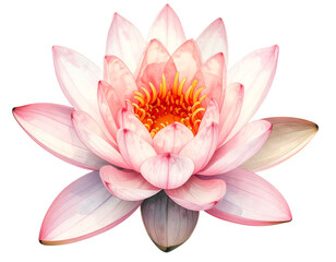 Watercolor pink lotus flower in full bloom with layered petals and bright yellow stamens, delicate botanical floral art, on isolated background
