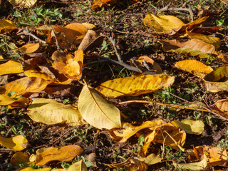 Warm Sunlight on Golden Autumn Leaves and Debris