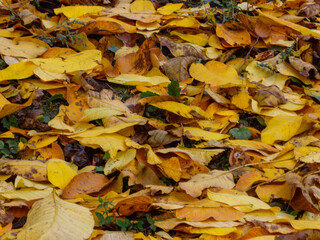 Bright Yellow Autumn Leaves Ground Texture Background