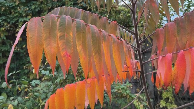 Close-up of sumac branches with vibrant autumn leaves transitioning from green to red. Set in a forest with soft sunlight and a winding path, this image captures seasonal beauty and natural detail.