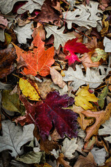 A carpet of colorful, fallen leaves on the forest floor. Fall pattern with rich reds, oranges, and yellows. Autumn background with copy space.