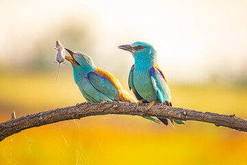 European Roller, Coracias garrulus