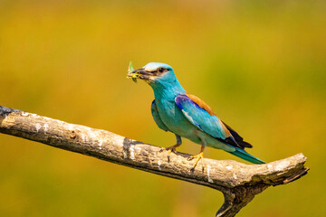 European Roller, Coracias garrulus