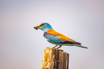 European Roller, Coracias garrulus