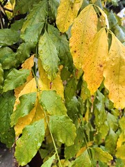 close-up of plant leaves in raindrops