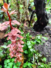 close-up of plant leaves in raindrops