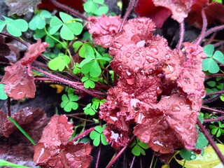decorative heuchera leaves in raindrops