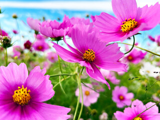 Obraz premium 色鮮やかなコスモス