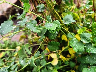 close-up of plant leaves in raindrops