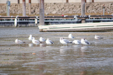 Seagulls Resting on a Calm Shoreline at Lake Pend Oreille, Sandpoint, Idaho