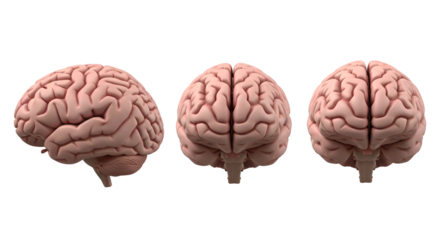 Three views of a human brain side, front, and back, isolated on transparent background