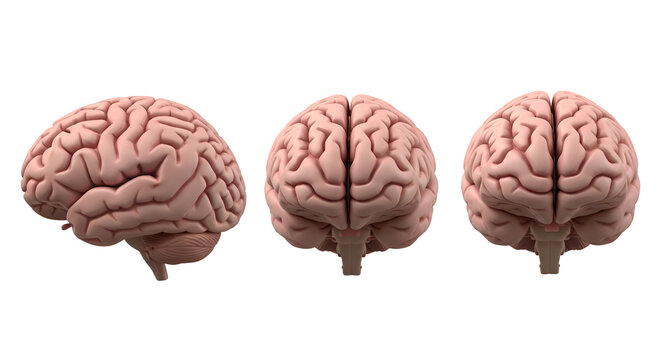 Three views of a human brain side, front, and back, isolated on transparent background