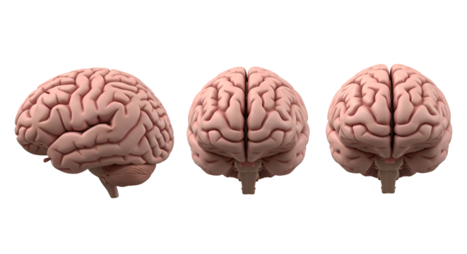 Three views of a human brain side, front, and back, isolated on transparent background