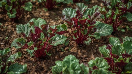 Little beetroot plants growing in the vegetable patch with green and red leaves.
