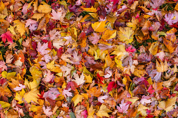 Top-view autumn leaf texture featuring a mix of vivid fall colors, offering a warm natural background for magazines, blogs, advertising, packaging and seasonal creative projects.