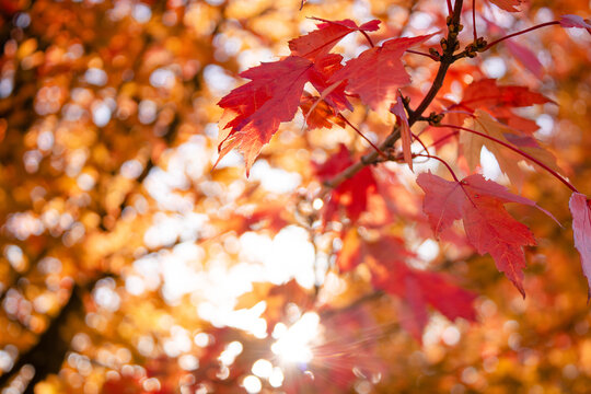 Autumn tree branches with bright red leaves and sunlight filtering through. Seasonal nature, fall mood, outdoor scenery, background, decoration, landscape, natural light, vibrant colors.