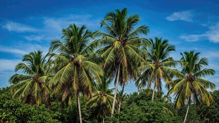 Palms, jungles and blue sky background,sky,summer,travel,nature,tree,landscape,green,blue,tropical