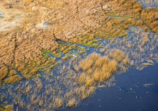 Goliath heron (Ardea goliath) flying over marshland along a river, marshland and shore with termite hill, aerial view, Okavango Delta, Botswana