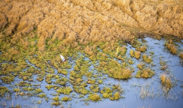 Goliath heron (Ardea goliath) flying over marshland along a river, marshland, aerial view, Okavango Delta, Botswana