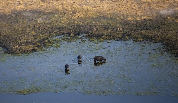 Kaffir buffalo (Syncerus caffer caffer), three buffaloes in the river, aerial view, Okavango Delta, Botswana